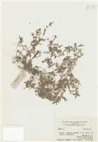 藏品(繁縷屬)的圖片